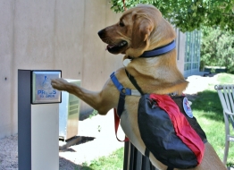 Freedom Service Dogs